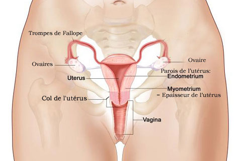 cycle menstruel de la femme